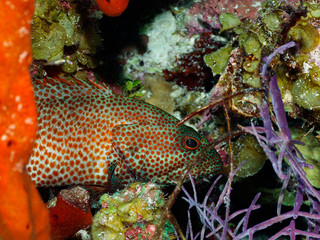 Naklejka na ściany i meble Graysby Grouper in Coral
