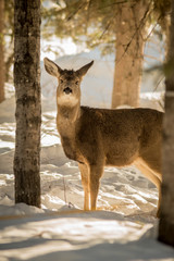 Mule Deer Doe in the Trees
