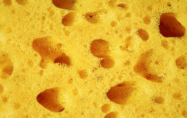 Sponge, porous material. Texture background