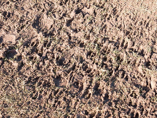 muddy path floor country agriculture texture foot prints