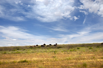 Herd of wild horses with a long mane running galloping over the steppe flowers on the island