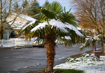 Leavs of Palm Trees Covered with Snow at Early Spring Time Unusual Weather at Portland Oregon USA