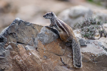 Squirrel on a rock