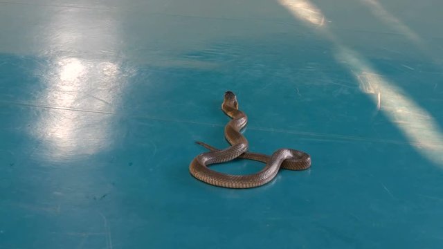 PATTAYA, THAILAND - JANUARY 17, 2018: Snake tamer tames the royal cobras, the common cobra and the pythons in the arena of snake farm