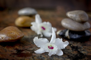 Spa background - stones and orchid flowers over dark.