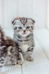 Small beautiful grey kitten on white wooden floor.