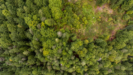 Naklejka premium Drop down view of tree tops.