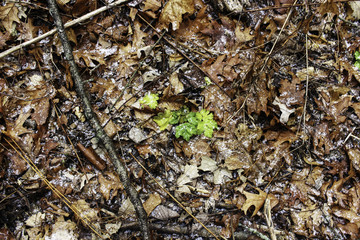 last of the green leaves