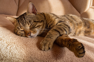 the tabby cat sleeps on the couch