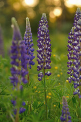 Lupine flowers