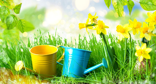 Gartenbild Hintergrund Baumarkt Pflanze