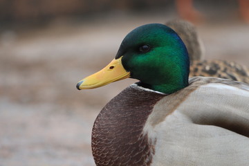  Duck on the granite embankment in winter