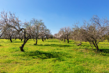 Almond blooming garden in Portugal.