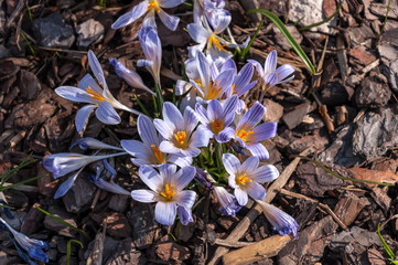 Crocus Blue Pearl on blurred background. Natural. Spring. Women's day. March 8