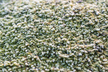 Crystals of frost on the moss