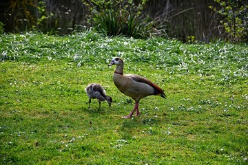 Gänse Mama mit einem Küken im grünen Gras am See