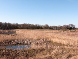 Obraz premium open summer day golden grass land nature reserve lake pond reeds