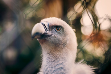 Headshot of a Griffon Vulture in a Zoo 