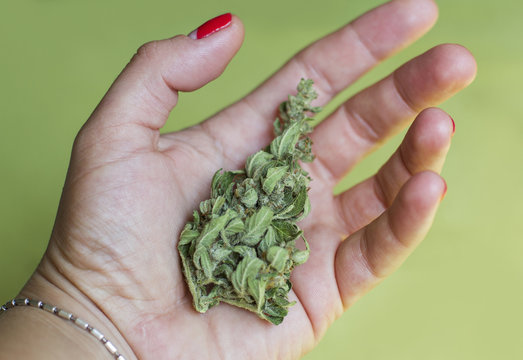 cones marijuana - cannabis plants, medical anesthetic