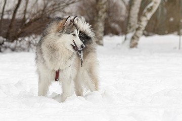 Аляскинский маламут грызет палку