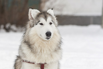 Аляскинский маламут сидит на снегу с прикрепленными ушами