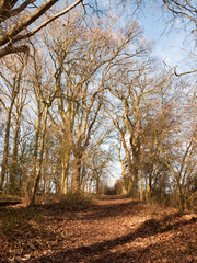 Fototapeta premium path through autumn winter spring forest sunny light bare bark trees nobody