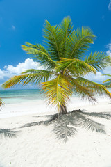 Fototapeta na wymiar Coconut palm tree on Caribbean beach
