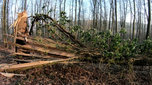 Windbruch von Tanne mit Efeu, bewegte Kamera, Spessart, Wald, Sturmschaden, Bayern, 4K