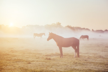 View of pasture with Arabian horse grazing in the sunlight. Beauty world. Soft filter. Warm toning effect.