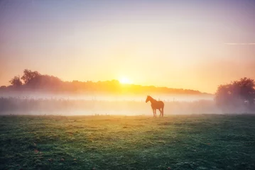Fotobehang Oranje View of pasture with Arabian horse grazing in the sunlight. Beauty world. Soft filter. Warm toning effect.  © Leonid Tit