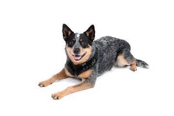 Australian cattle dog panting laying on white background 