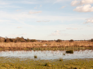 row of trees edge of farm field grass plain horizon blue sky with clouds nature landscape waterlogged