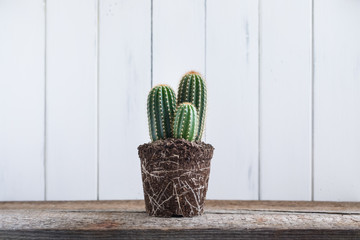 Green Cactus without pot on rustic wooden background