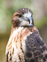 Closeup of a Red-Tailed Hawk