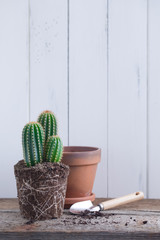 Green Cactus without pot ready to be planted on rustic wooden background