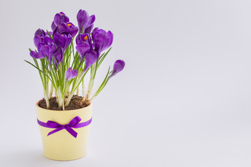 Fototapeta na wymiar Violet Crocus in yellow pot with a ribbon. Isolated. Spring postcard concept.