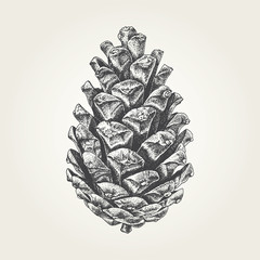 Hand drawn pine cone. Vintage vector illustration - obrazy, fototapety, plakaty