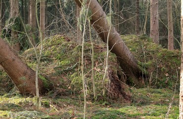 Weg durch die Wildnis