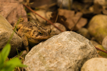 Fototapeta na wymiar Toad in the garden