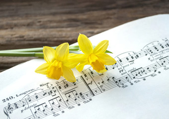 Alte Musiknoten mit Osterglocken, Narcissus pseudonarcissus, Frühling, Ostern, Textfreiraum