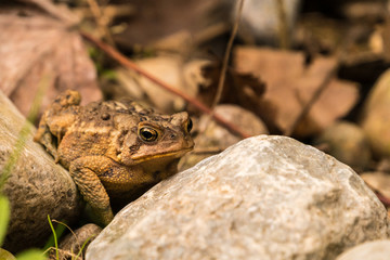 Toad in the garden