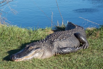 Alligator body