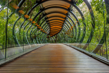 Fototapeta premium Wiszący most ze szkła, drewna i metalu w lesie wokół Johannesburga w RPA -2