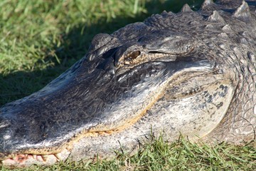 Obraz premium Alligator head