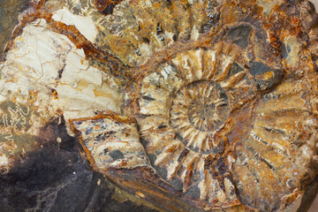 Macro closeup to the beautiful amonite fossil