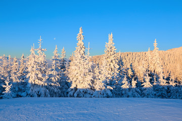 Snowy Christmas trees stand on the lawn under the sun. The high mountains are covered with snow. A beautiful winter day. A place to relax in the Carpathian national park.