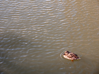 small brown female mallard on top of water swimming paddling