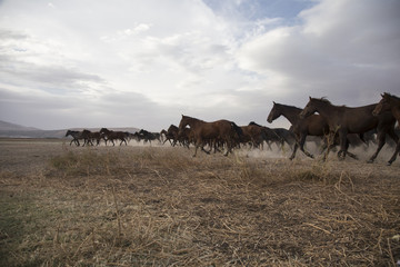 a plain with beautiful horses in sunny summer day in Turkey. Herd of thoroughbred horses. Horse herd run fast in desert dust against dramatic sunset sky. wild horses 
