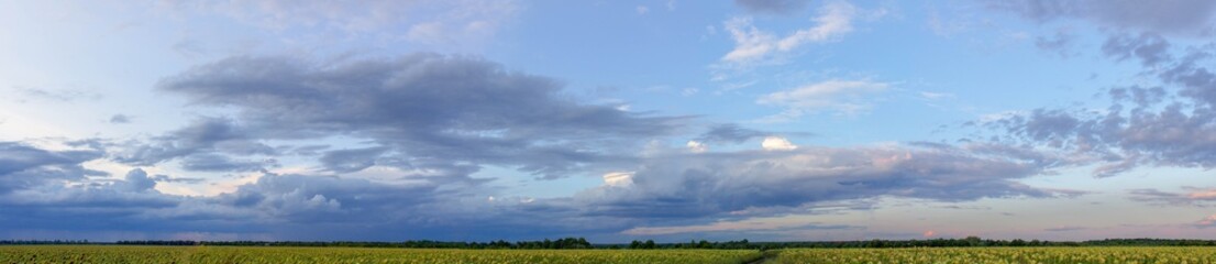 Fototapeta na wymiar Panorama of dark cloudy sky over sunflowers field