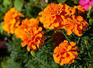 Marigold flower (Tagetes)